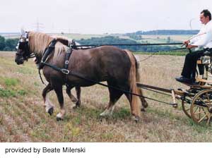 A team of Schwarzwälder Fuchs horses pulling a carriage provided by Beate Milerski.