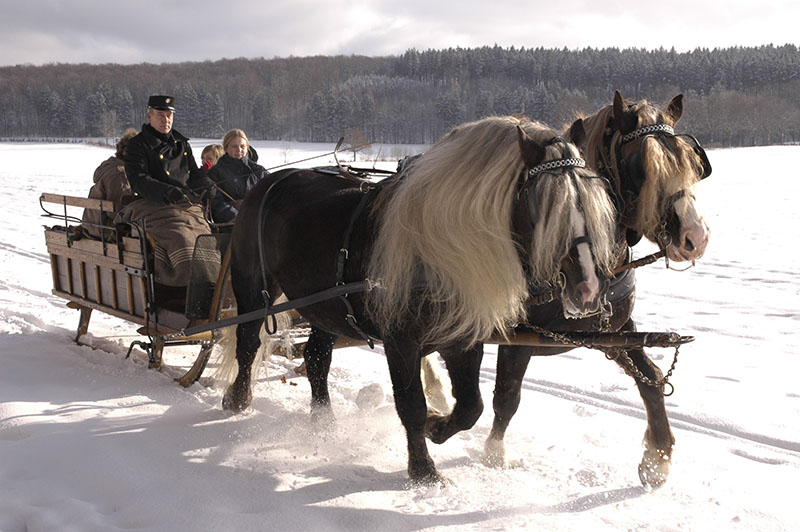 Two Schwarzwälder horses pulling a sled in the snow. 