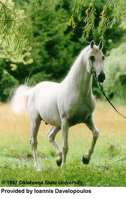 A Shagya horse trotting in a field into the trees provided by Ioannis Davelopoulos.