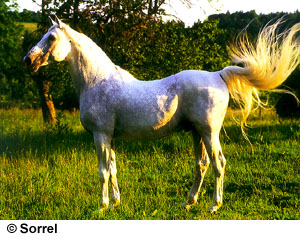 A Shagya horse standing in the grass swishing its tail.