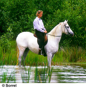 Rider and Shagya horse standing in shallow water.