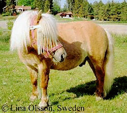 A Shetland pony standing on the grass.