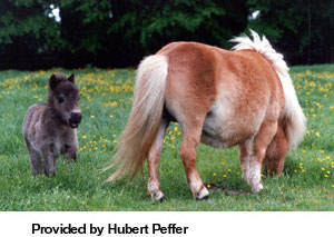 A Shetland pony grazing and foal standing next to her provided by Hubert Peffer.
