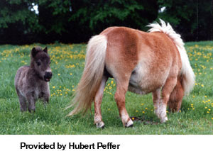 percheron stallion shetland foal