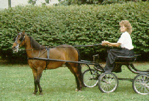 A Shetland pony pulling a carriage.