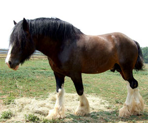 A brown Shire horse standing in a pasture.