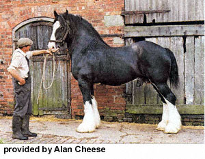 A handler holding a Shire horse by a leap rope in front of a door and fence provided by Alan Cheese.