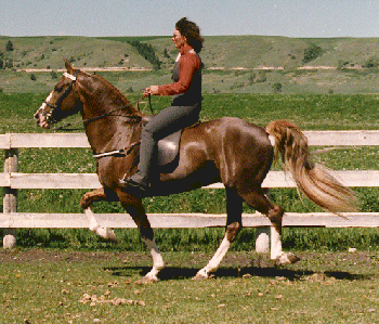 A person riding a Single-Footing horse next to the fence line.