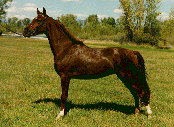 A brown Single-Footing horse standing in the grass.