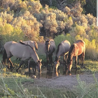 A herd of Sorraia horses drinking out of a pond.