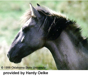 A side headshot of a Sorraia horse provided by Hardy Oelke.