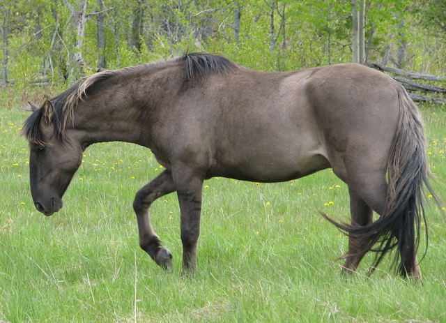 A Sorraia horse walking through the grass.