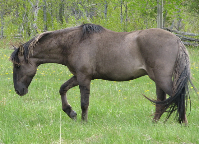 Appaloosa horses: the colourful horse with prehistoric roots