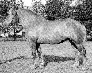 A Soviet Heavy Draft horse standing in a bridle.
