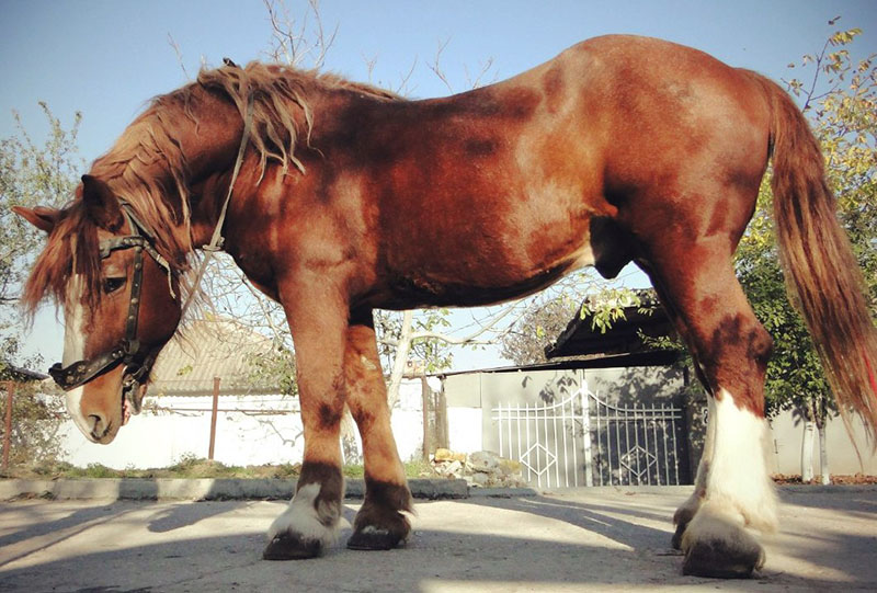 A Soviet Heavy Draft horse standing on concrete.
