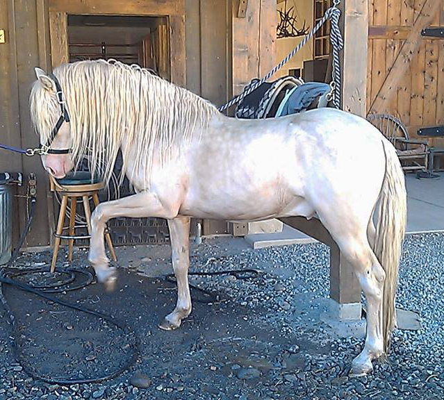 A Spanish Barb horse standing tied to a pole with one leg up.