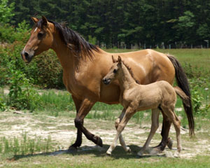 A Spanish Mustang mare and foal walking together in the pasture.