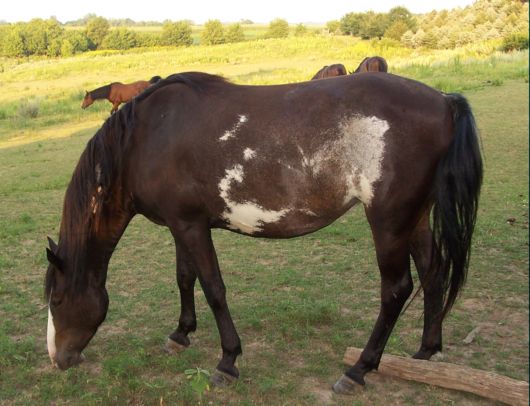 A Spanish Mustang grazing in a field.