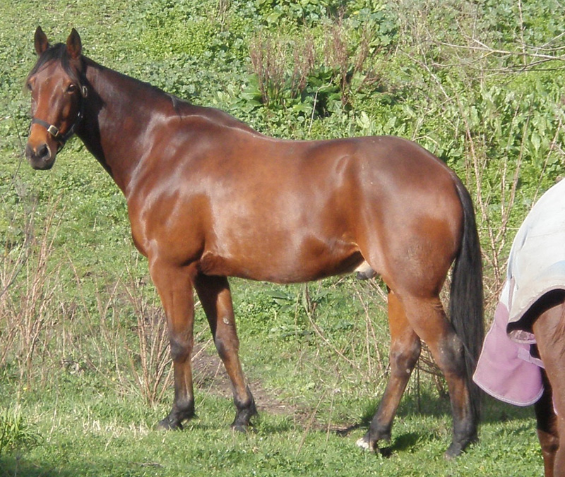 A Standardbred horse standing in a field of grass.