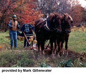 A team of Suffolk horses pulling a plow in a small area of soil provided by Mark Gillenwater.