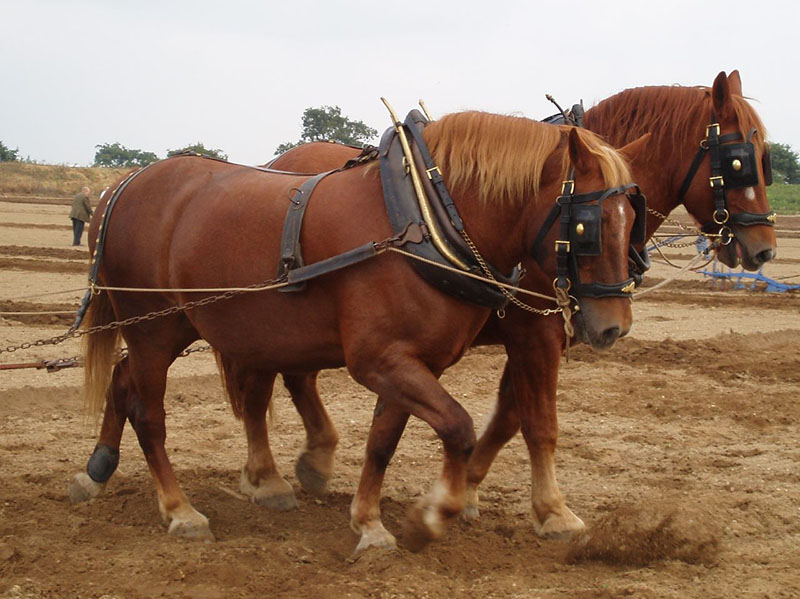 Two Suffolk horses in harnesses attached to pulling equipment.