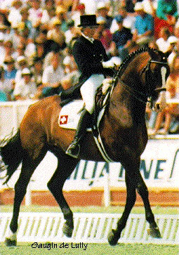 A Swedish Warmblood horse being ridden in a competition.