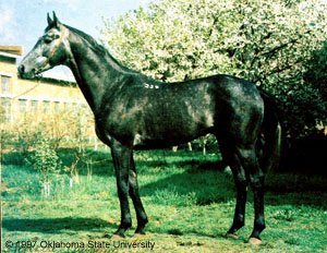 A Tersk horse standing in a pasture.