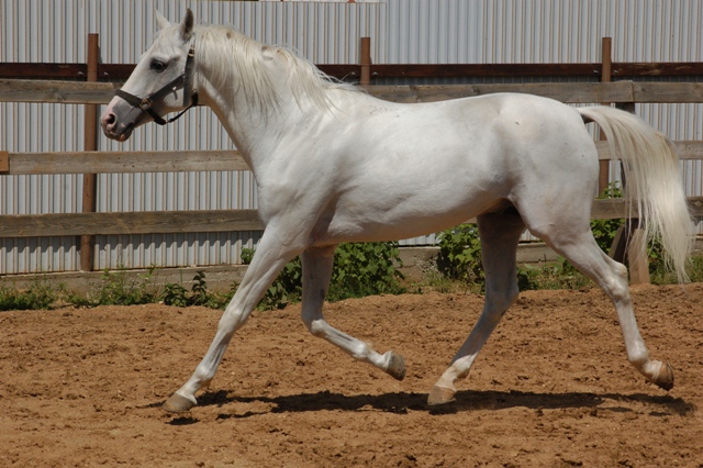 A Tersk horse trotting in an arena.