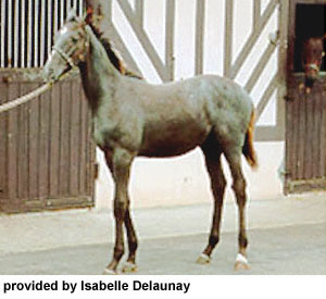A young Thoroughbred horse in a halter standing in front of stalls provided by Isabelle Delaunay.
