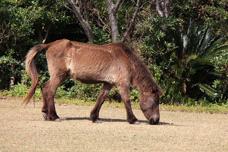 A Tokara horse with its head low and nose in the dirt.