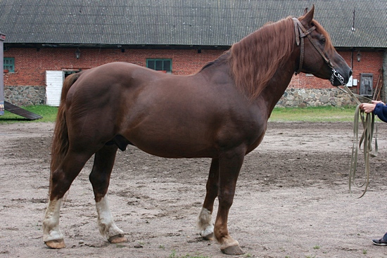 A handler holding the reins of a brown Tori horse standing in the dirt.