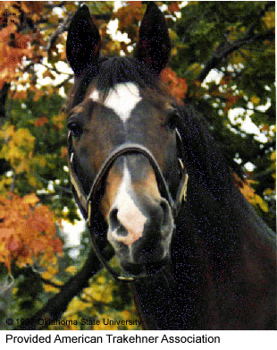 A headshot of a Trakehner horse in a halter and tree branches in the background provided by American Trakehner Association.