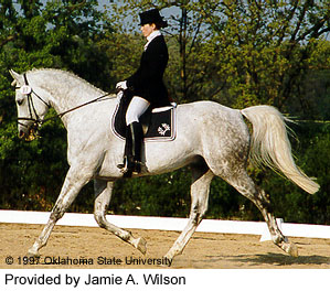A woman riding a Trakehner horse in the arena provided by Jamie A. Wilson.