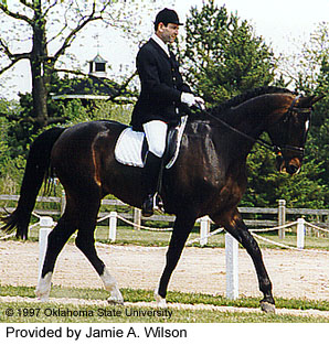 A man riding a Trakehner horse provided by Jamie A. Wilson.