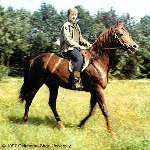 A man riding a Ukrainian Saddle horse through a field.