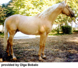 A palomino Ukrainian Saddle horse standing with a bridle on provided by Olga Bobalo.