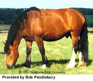A Vladimir Heavy Draft horse grazing provided by Bob Pendlebury.
