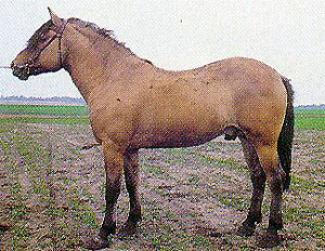 A brown Vyatka horse standing in a bridle in a field.