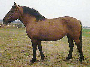 A brown Vyatka horse standing in a bridle on a patch of dirt in a field.