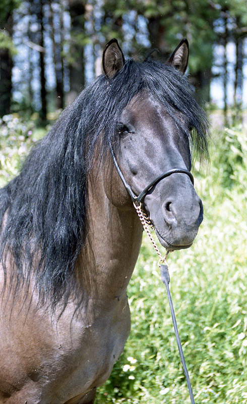 A close-up of a Vyatka horse's head and shoulder.