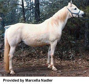 A white Welara horse standing on a dirt patch in the woods provided by Marcella Nadler.