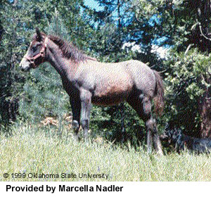 A brown Welara foal standing on a grassy hill provided by Marcella Nadler.