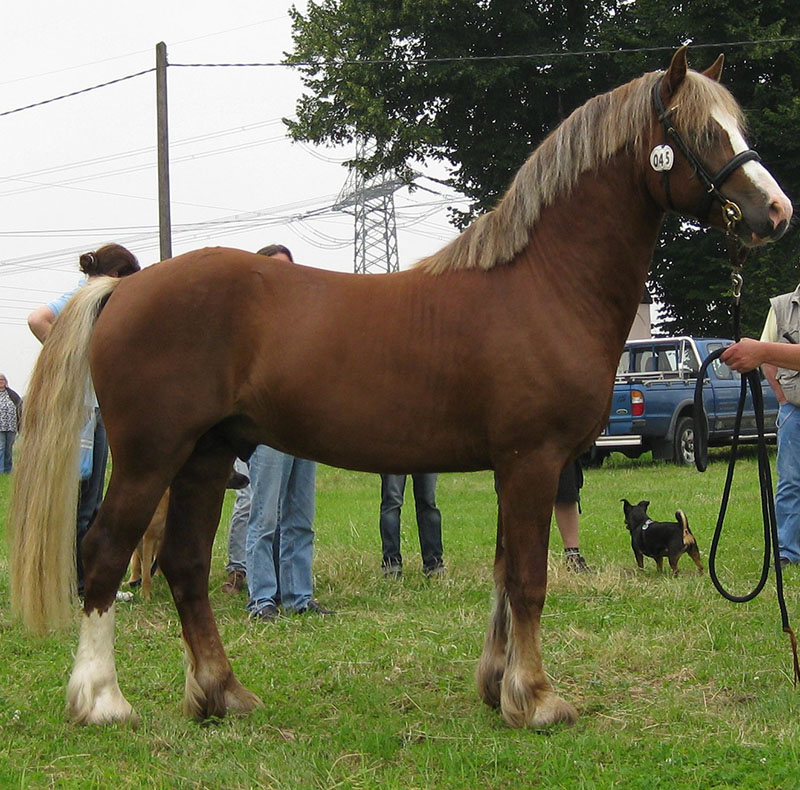 A Welsh pony in a halter standing and being held by a handler.