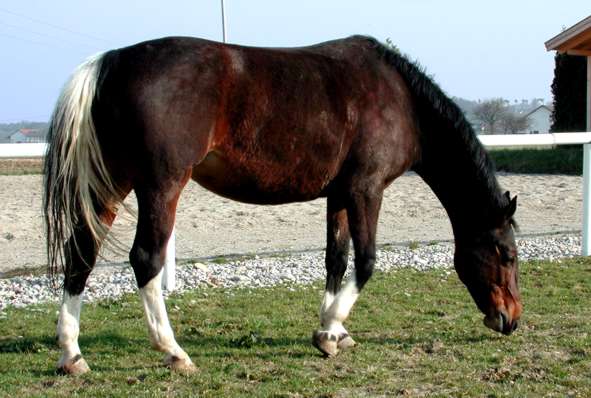 A Wielkopolska horse with its head low to the ground about to graze in the pasture.