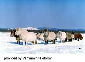 Yakut horses walking through the snow.