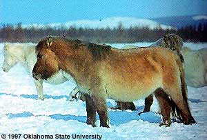 A brown Yakut horse in the snow.