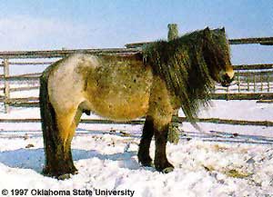 A Yakut horse standing in a pen of snow.