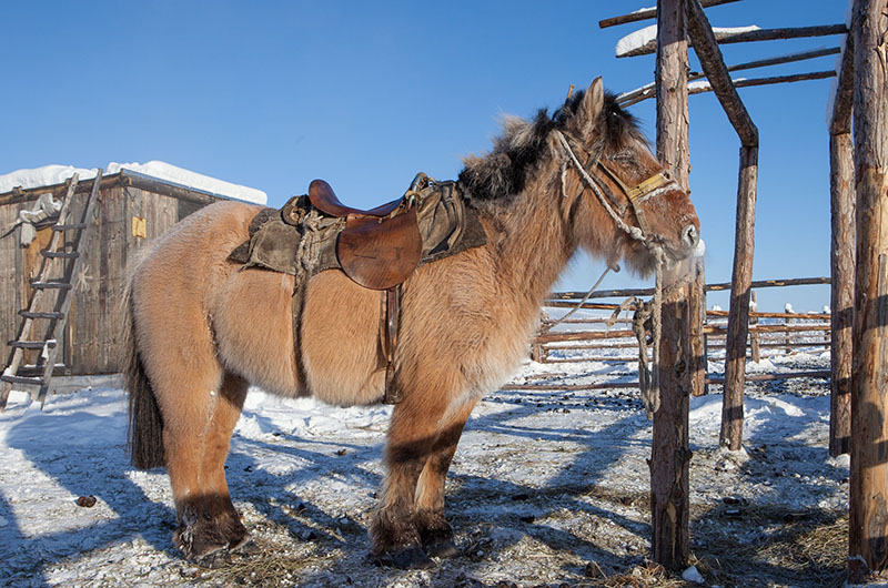 A Yakut horse saddled standing in the snow.