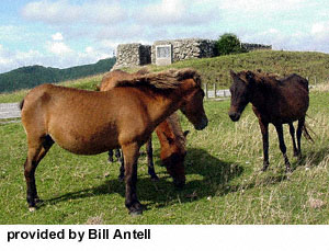 Yonaguni horses in a pasture eating grass.