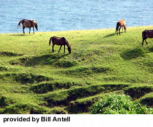 Yonaguni horses grazing in field next to water. 